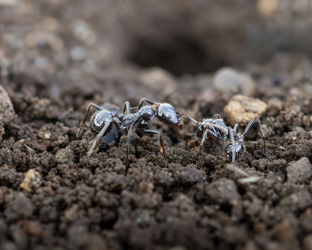 Detailed macro shot of ants interacting on a soil surface showcasing insect behavior.