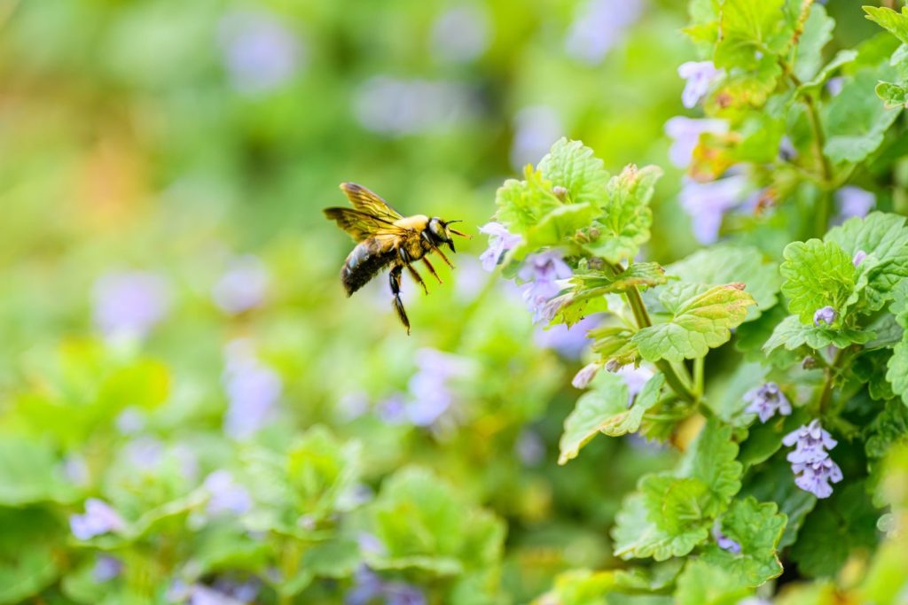 A close-up shot of a bee flying near blooming mint leaves in a vibrant garden setting.