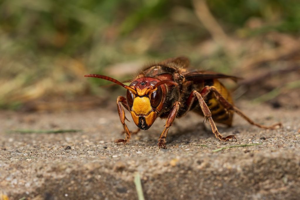 Detailed macro shot of a hornet on a natural ground surface, showcasing its vivid coloration and texture.