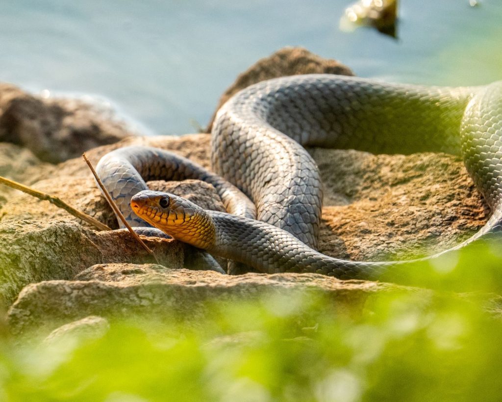 A yellow-bellied snake basking on rocks by water, captured in warm daylight.