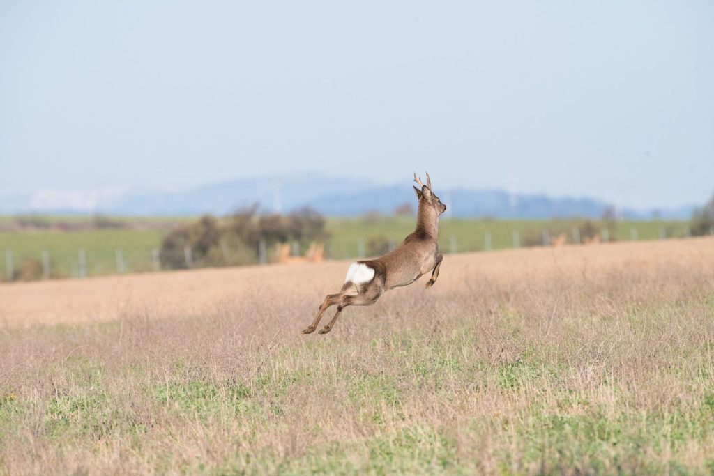 A roe deer jumps gracefully across a field showcasing wildlife in motion.