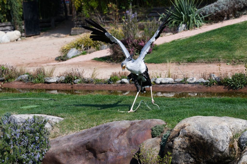 A striking secretary bird displaying its wings in an outdoor nature setting, showcasing its majestic presence.
