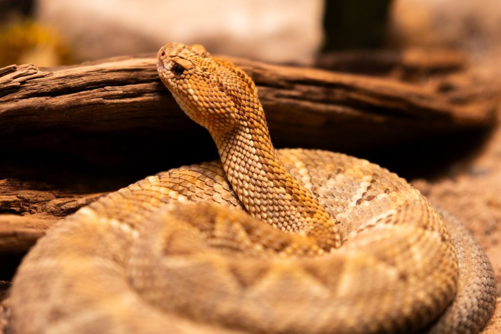 Detailed shot of a coiled rattlesnake on rocks and wood, perfect for wildlife enthusiasts and educational use.