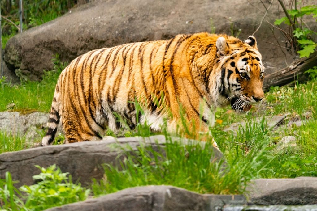 A Bengal tiger walking gracefully amidst lush green vegetation in its natural habitat.