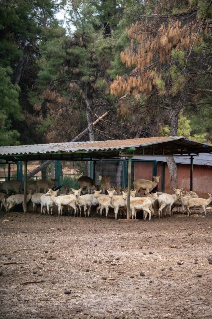 A herd of goats gathers under a shelter amidst lush trees in Gaziantep, Türkiye.