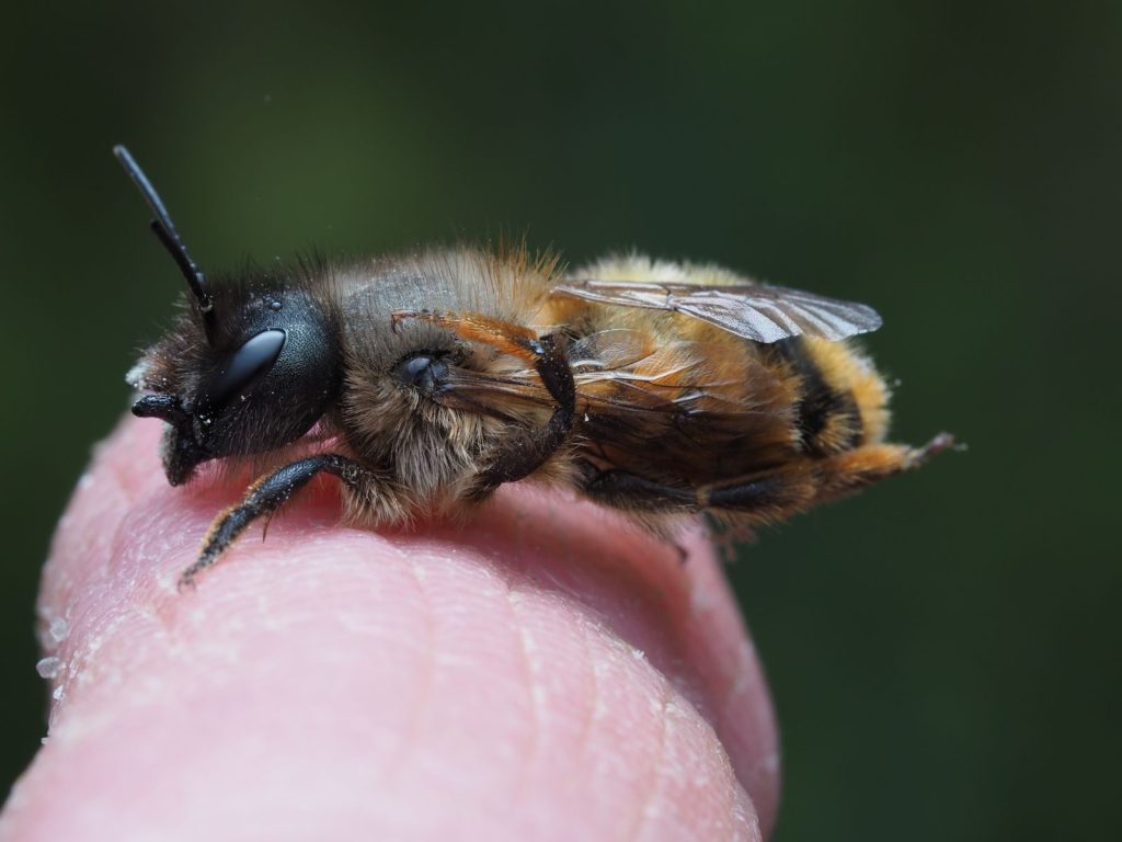 Macro shot of a bee resting on a human finger, highlighting its detailed features against a blurred green background.