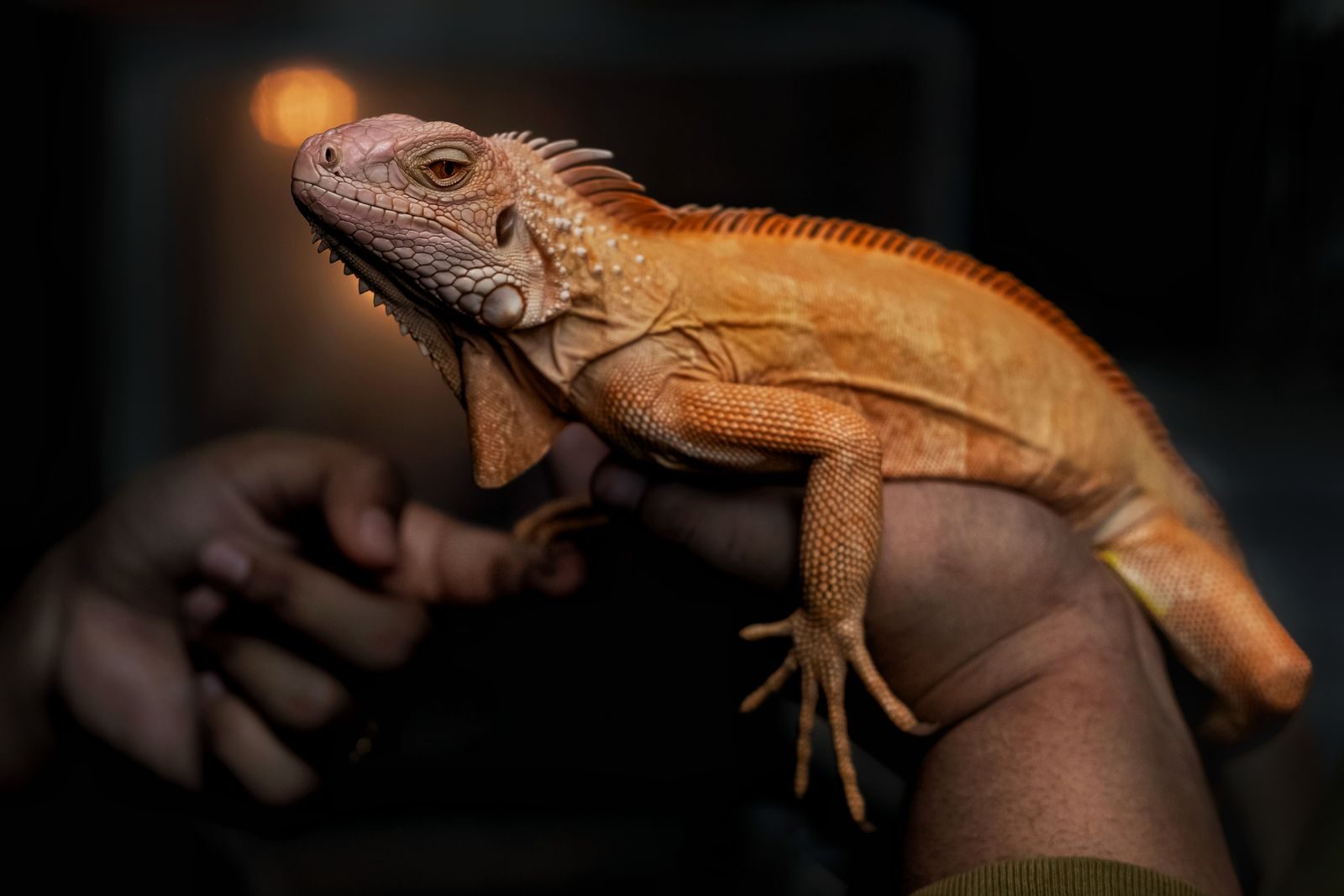 A detailed close-up of a vibrant orange iguana being held by a person, showcasing its textured skin outdoors.