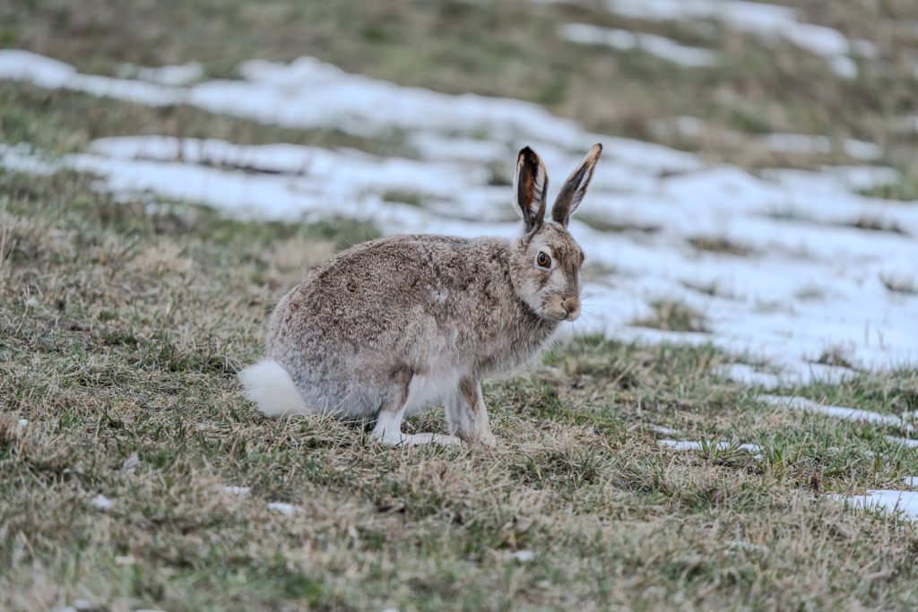 A European hare standing on a snowy field during wintertime.