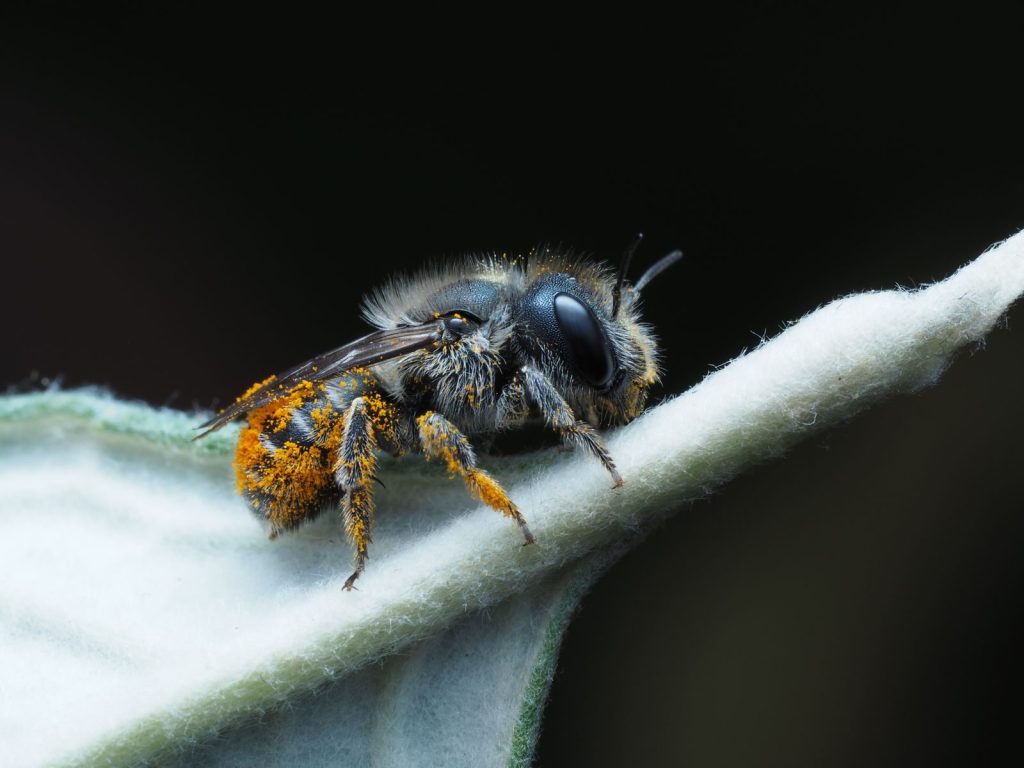 Close-up macro image of a bee covered in pollen resting on a leaf, showcasing detailed textures.