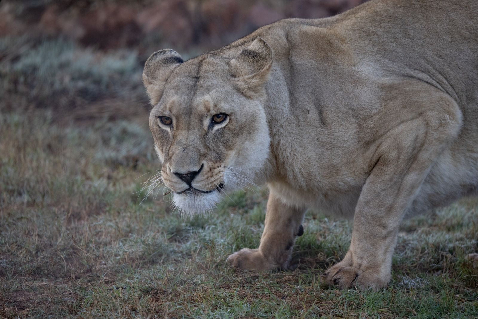 A powerful lioness crouching on frosty grass, focused and ready to pounce in the natural savanna.