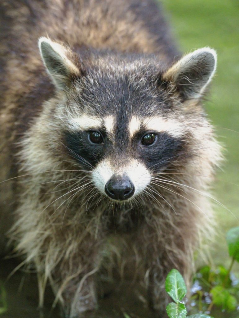 Portrait of a wet raccoon exploring the outdoors, showcasing its distinctive facial mask and fur.