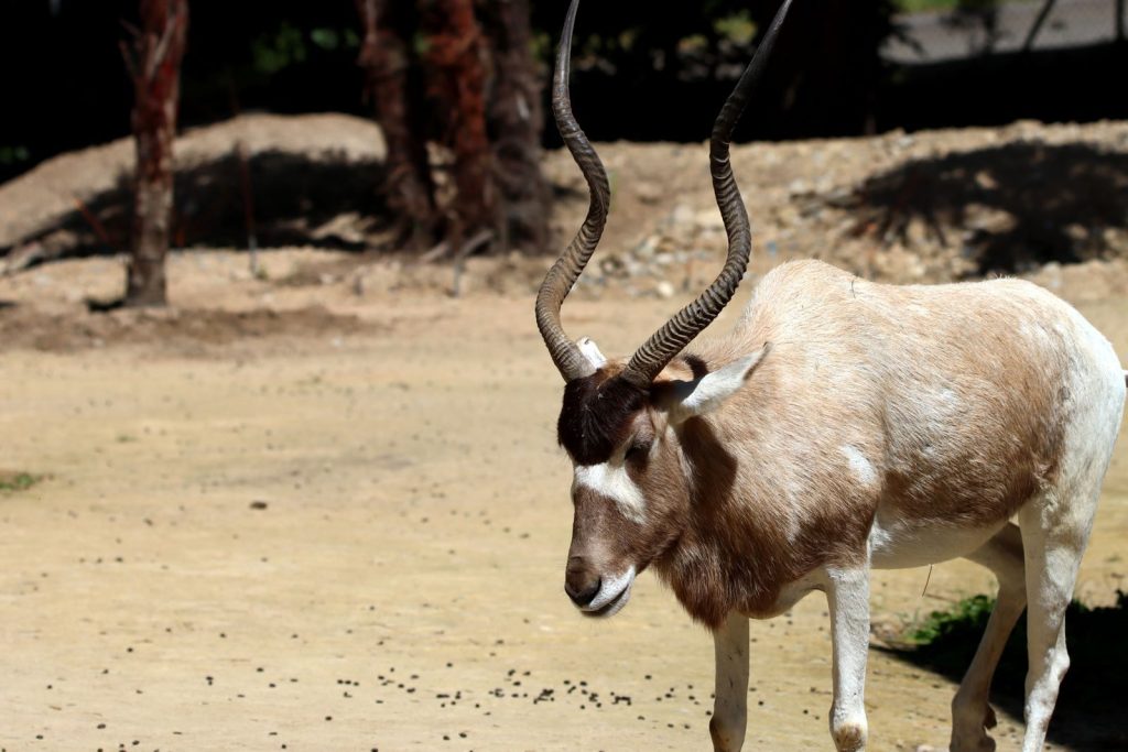A solitary Addax antelope stands gracefully in a sunlit outdoor habitat.