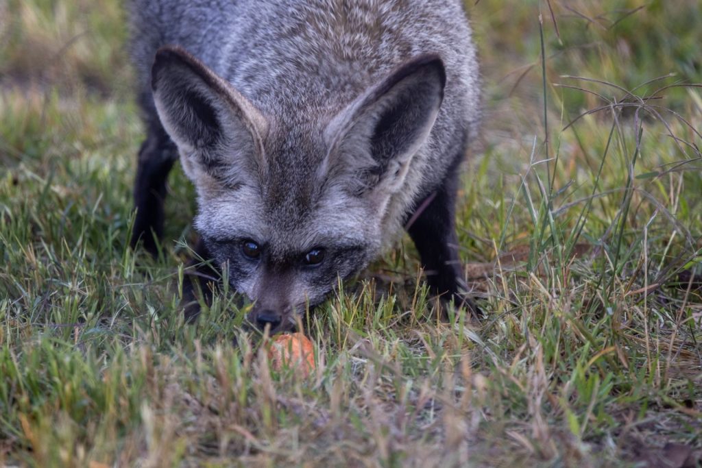 A bat-eared fox searching for food in tall grass, showcasing its distinctive large ears and natural environment.