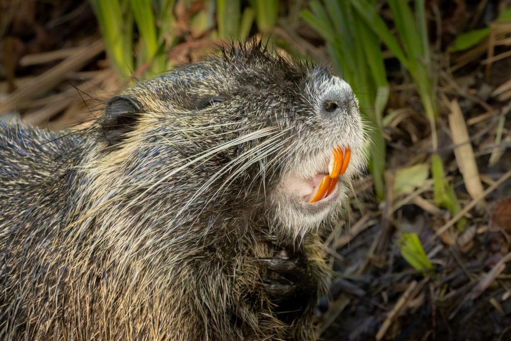 A detailed view of a nutria with distinctive orange teeth in a marsh environment.