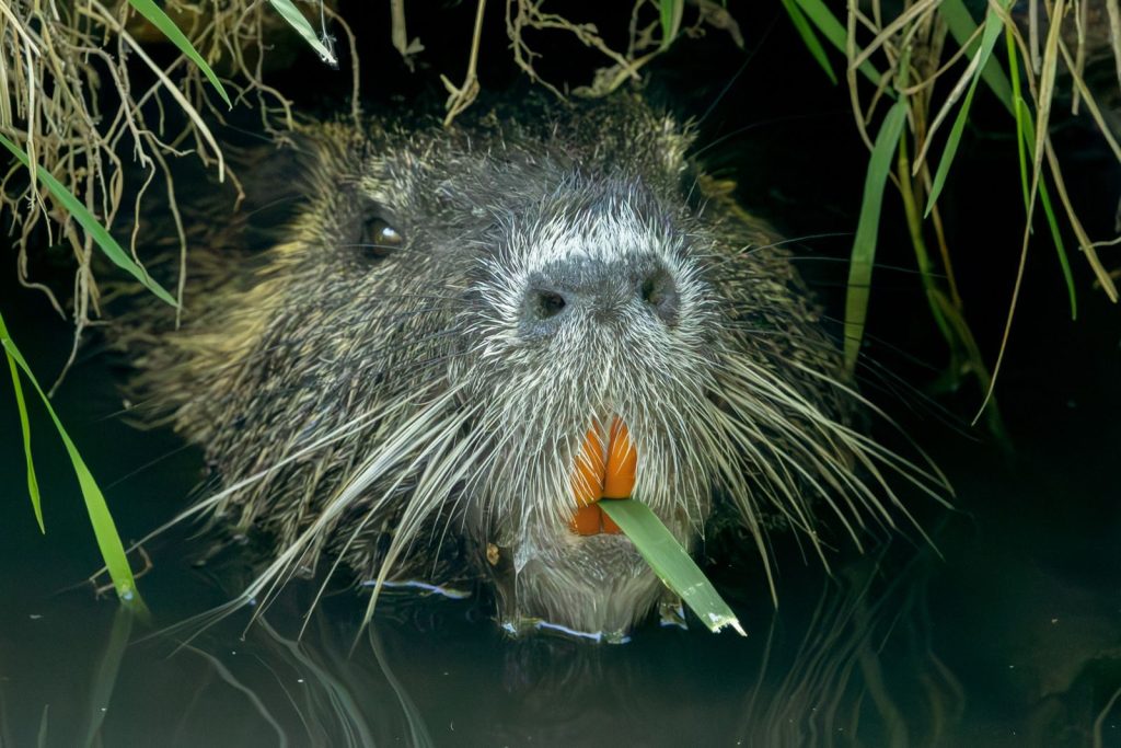 Nutria emerging from water with reed in mouth, surrounded by aquatic vegetation.