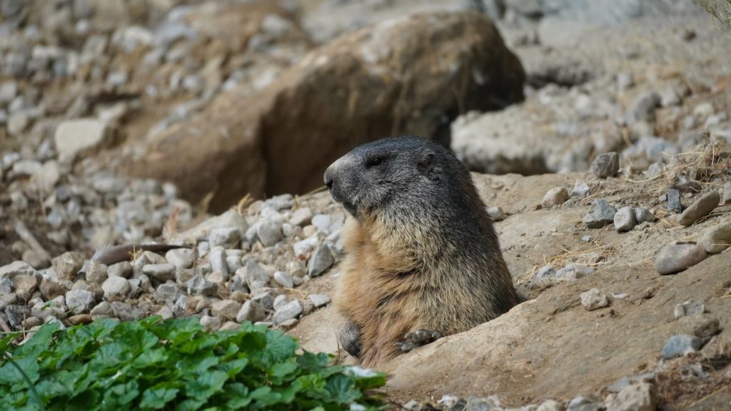 Curious marmot peering out from a rocky burrow, surrounded by natural habitat.