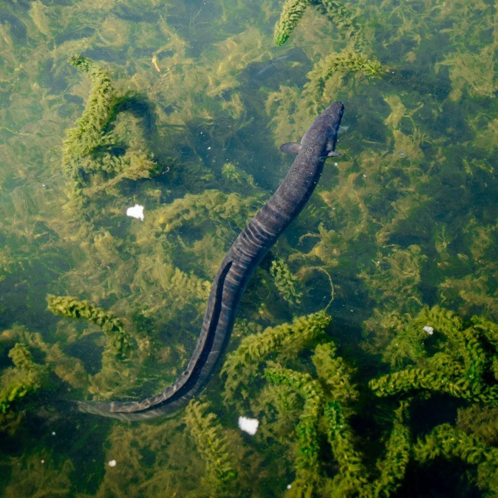 Eel gliding through clear water surrounded by vibrant green algae.