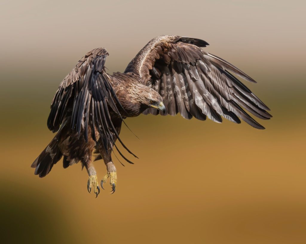 Close-up of a golden eagle soaring, showcasing its impressive wingspan and agility.