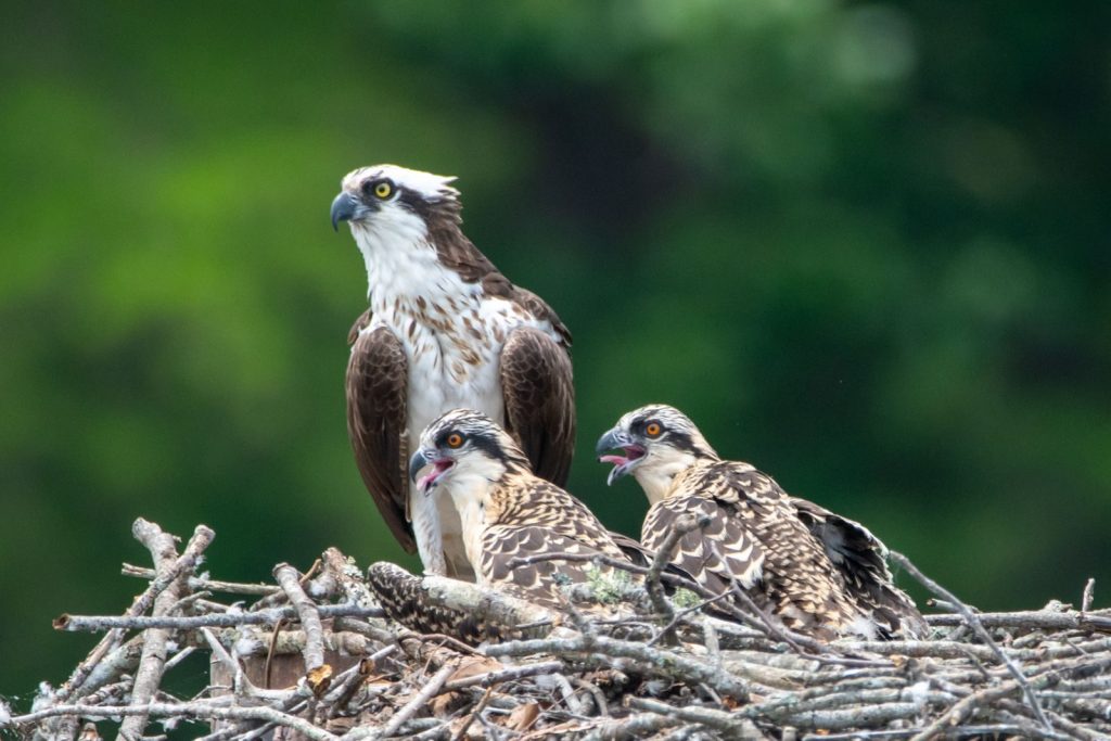 Adult osprey with two chicks perched in a nest made of branches against a blurred green background.