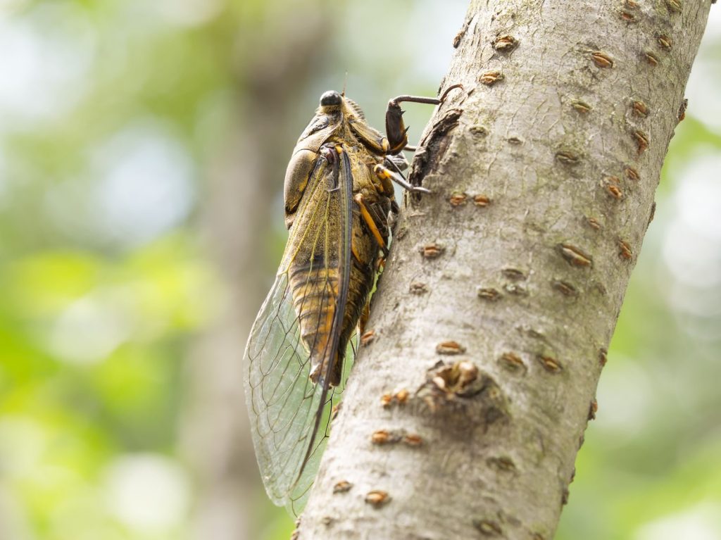Detailed macro shot of a cicada perched on a tree trunk with blurred natural background.