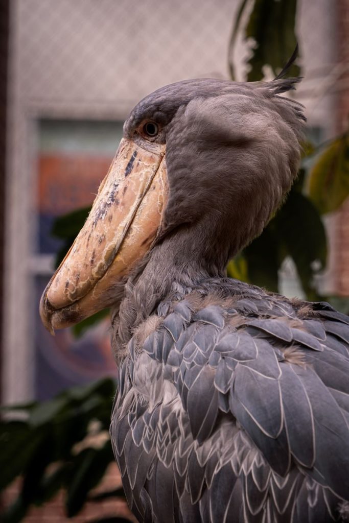Detailed side view of a Shoebill stork with focus on its unique bill.