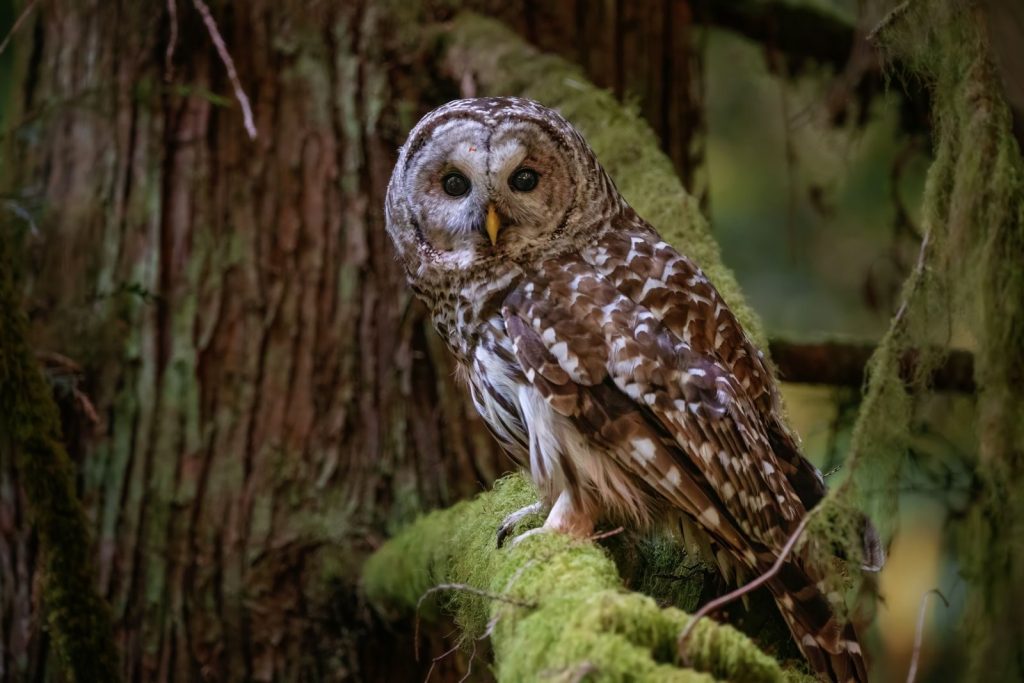 A barred owl with striking eyes sits on a moss-covered branch in a dense woodland setting.