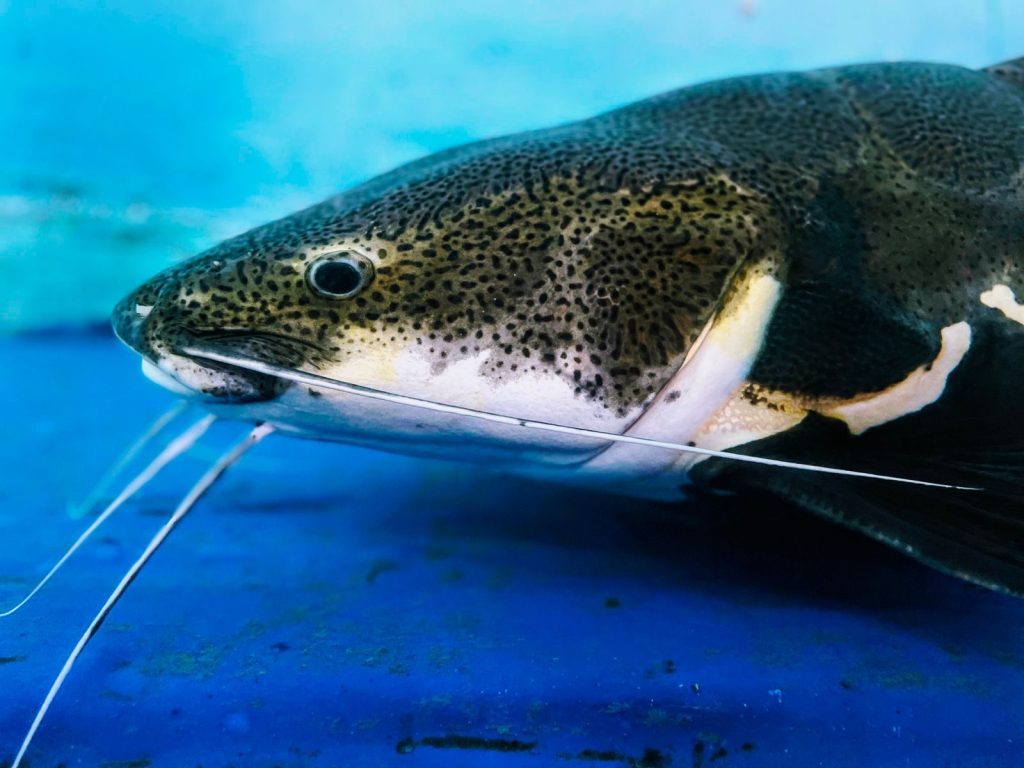 Vibrant speckled catfish swimming gracefully in a Karnataka, India aquarium.