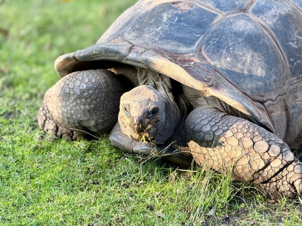 Close-up of Aldabra giant tortoise eating grass, captured in Parkville, Australia.