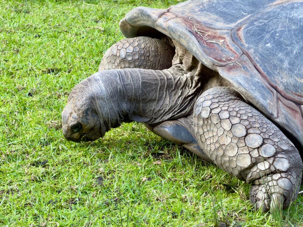 Close-up of a giant tortoise feeding on grass, captured in Parkville, Victoria, Australia.