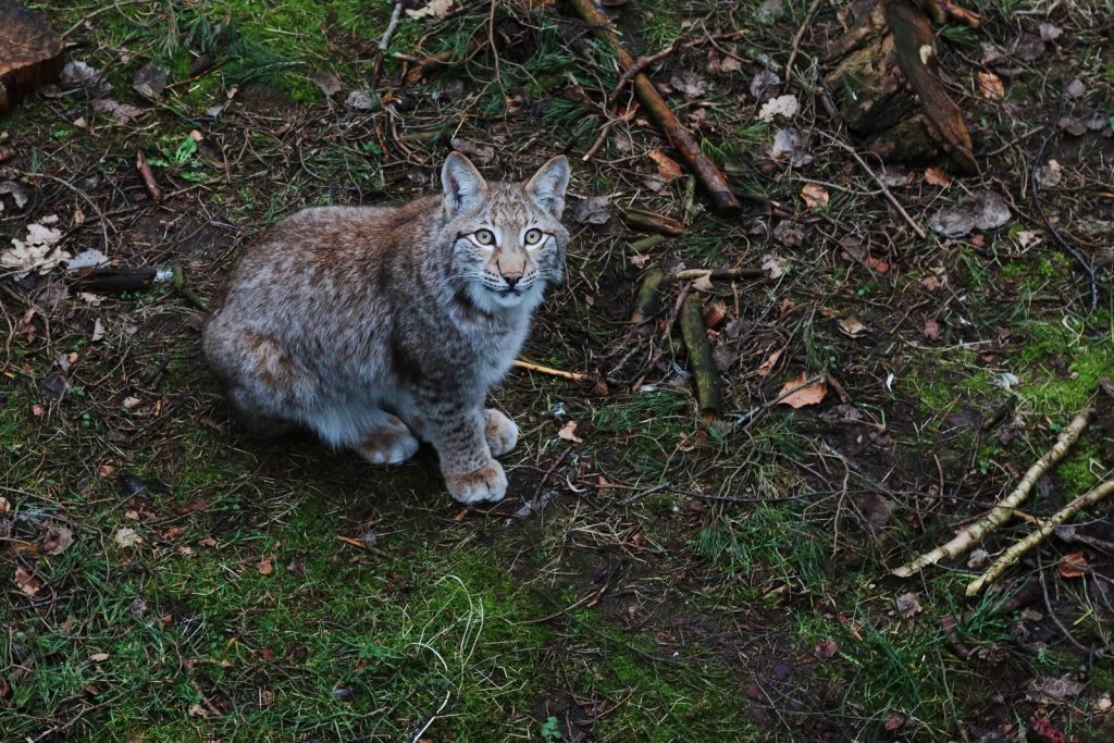 Captivating view of an Eurasian lynx in its forest habitat, photographed from above.