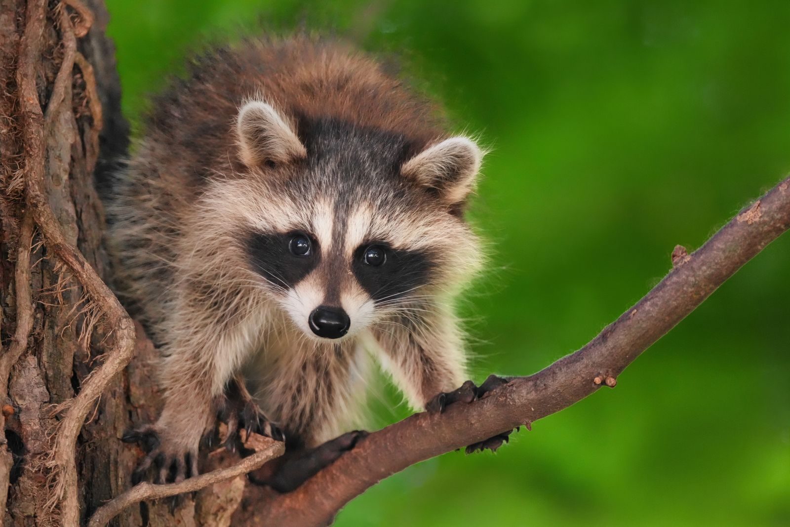 Young raccoon kit on a tree branch in Darien, Connecticut.