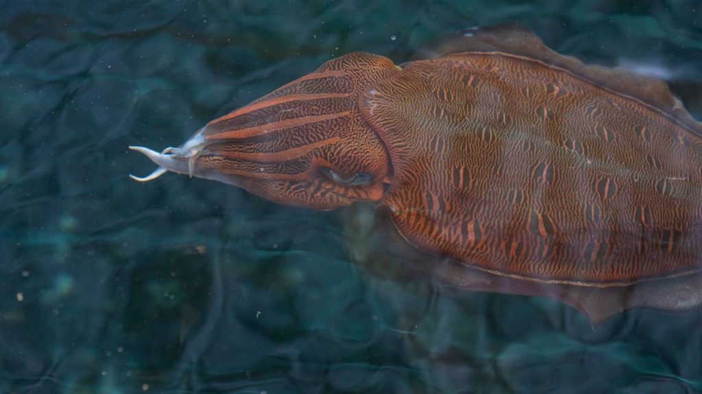 Close-up of a cuttlefish swimming in clear waters off Nha Trang, Vietnam.