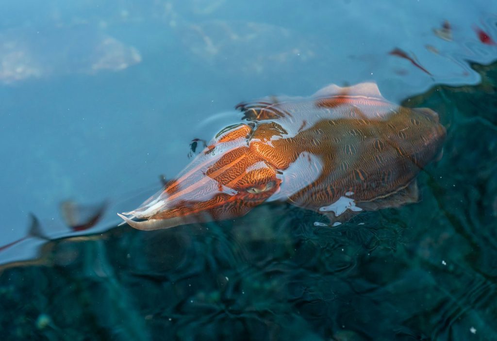 Captivating image of a cuttlefish beneath the surface in Nha Trang, Vietnam.