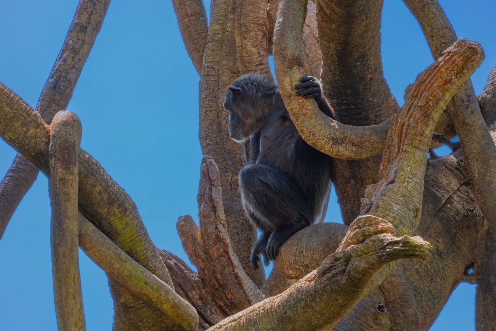 Chimpanzee lounging among twisted branches of a Baobab tree against clear blue sky.