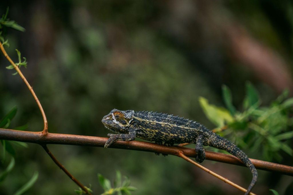 A chameleon perched on a branch surrounded by green foliage, showcasing its camouflage abilities.