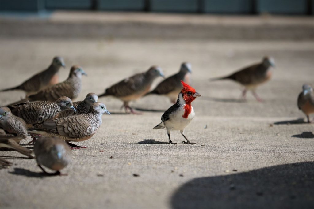 A vibrant red-crested cardinal stands out among zebra doves on a paved area in Hawaii.