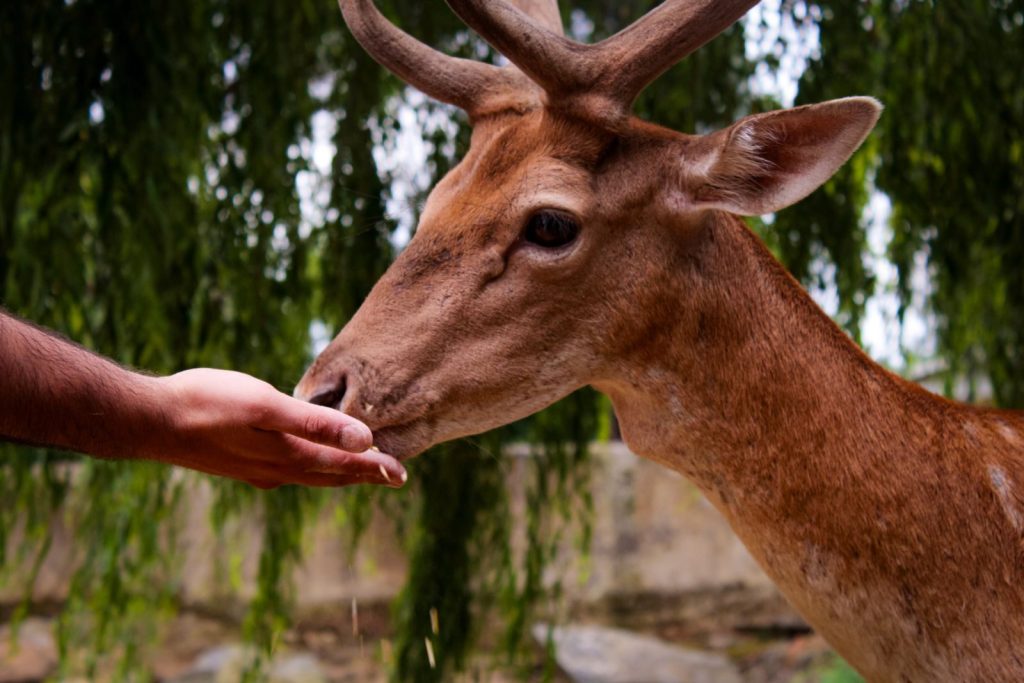 A close interaction where a human hand feeds a deer, illustrating trust and connection with wildlife.