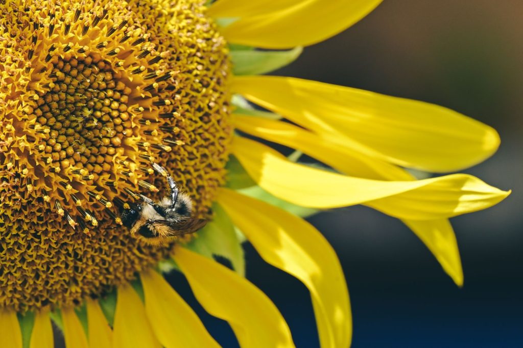 A bumblebee collecting pollen from a vibrant sunflower in full bloom under bright sunlight.