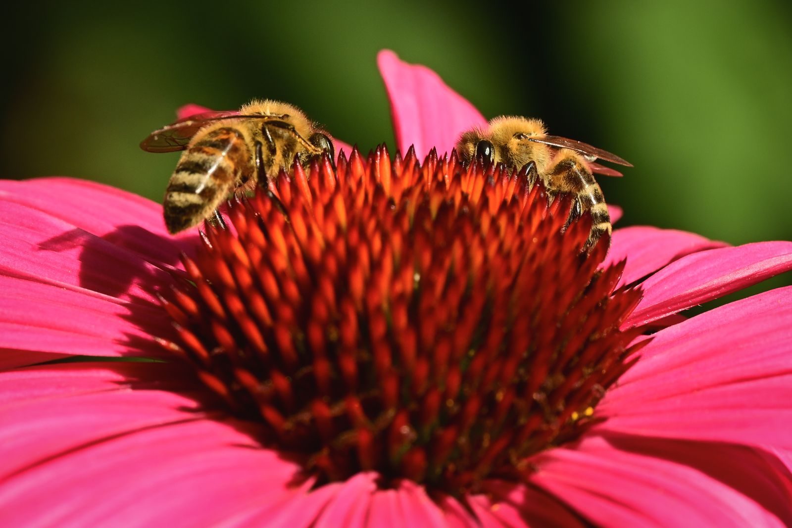 Two bees pollinating a vibrant pink echinacea flower, captured in bright daylight.