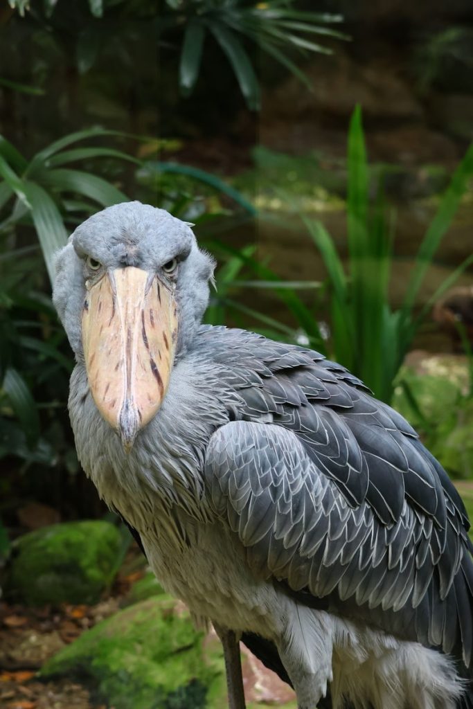 An imposing shoebill stork gazes intensely amidst lush greenery in its natural habitat.