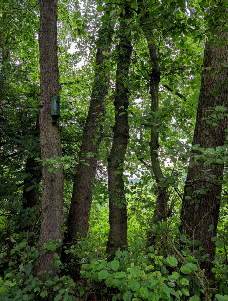 Dense forest setting with a birdhouse attached to a lush green tree.