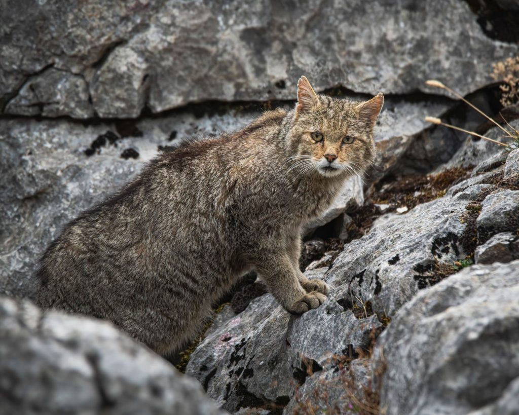 A wild cat exploring a rocky terrain, showcasing its natural habitat and alert gaze.