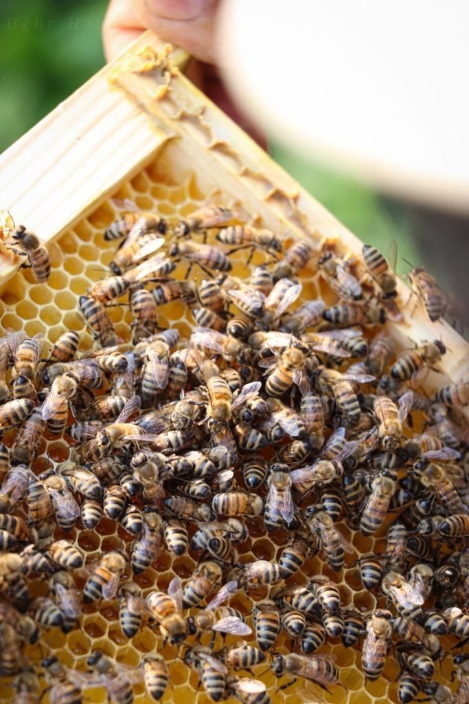 Detailed view of a swarm of bees on a beehive frame, showcasing the intricate honeycomb.