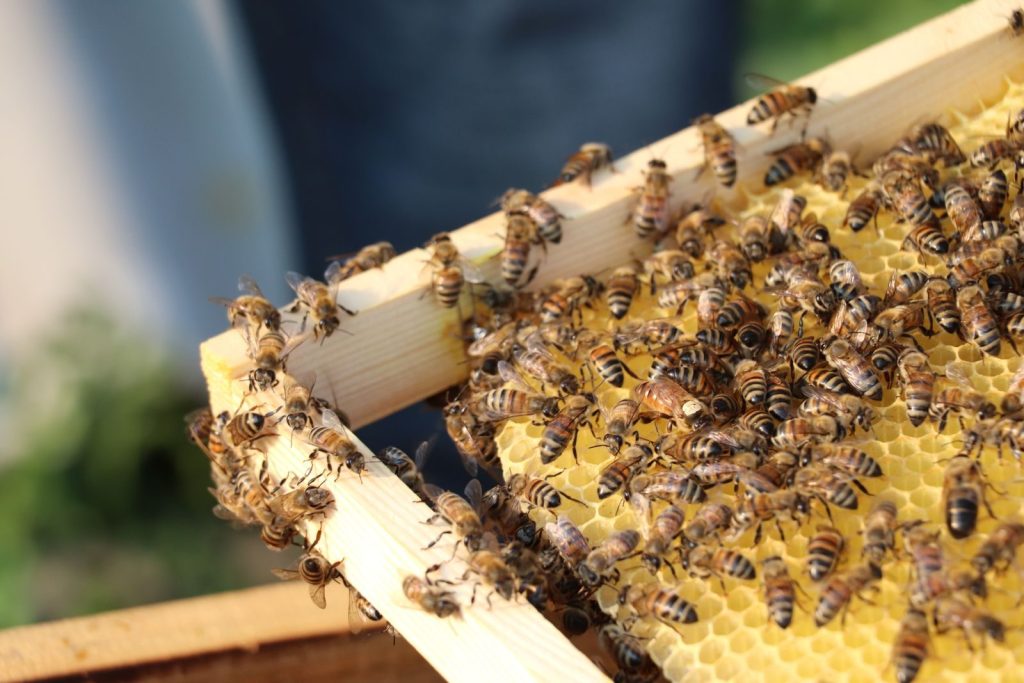 A swarm of honey bees working on a honeycomb frame in beekeeping. Outdoors, sunny day.