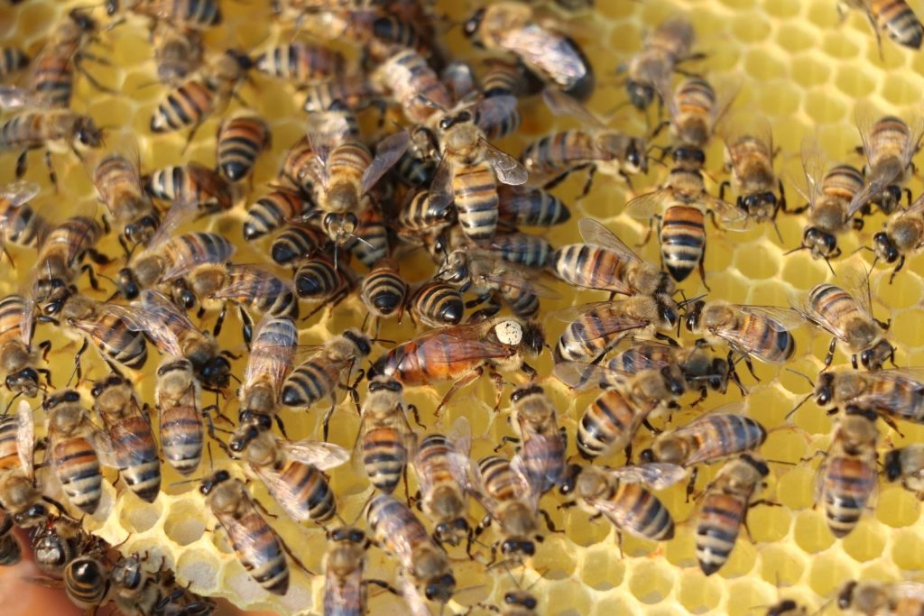 Detailed view of honeybees on a honeycomb with a queen bee at the center, showcasing natural hive activity.