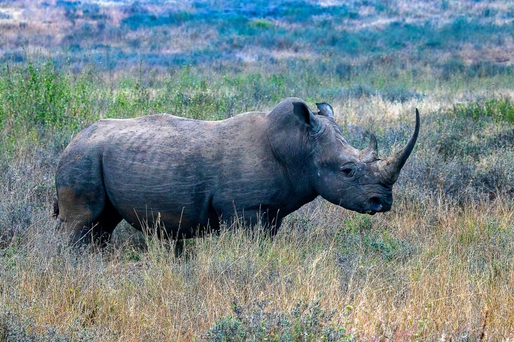 Portrait of a black rhinoceros in natural habitat, showcasing its powerful form.