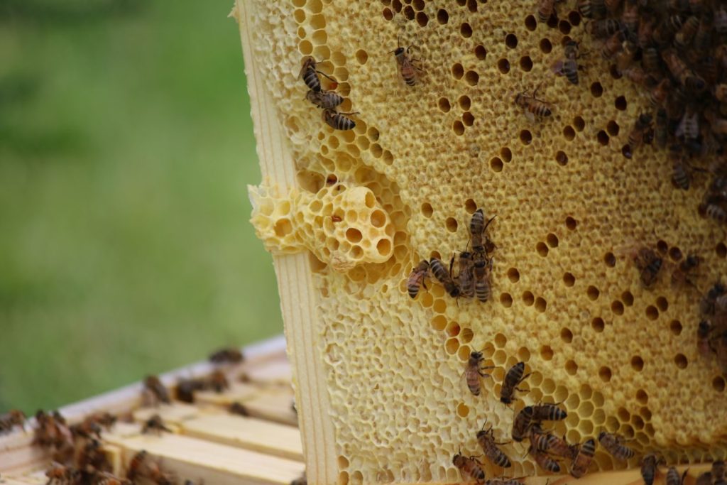 Detailed view of honeybees on a honeycomb frame, showcasing natural beekeeping in action.