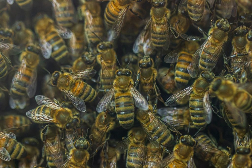 Detailed close-up of honey bees showcasing their natural hive activities and biodiversity.