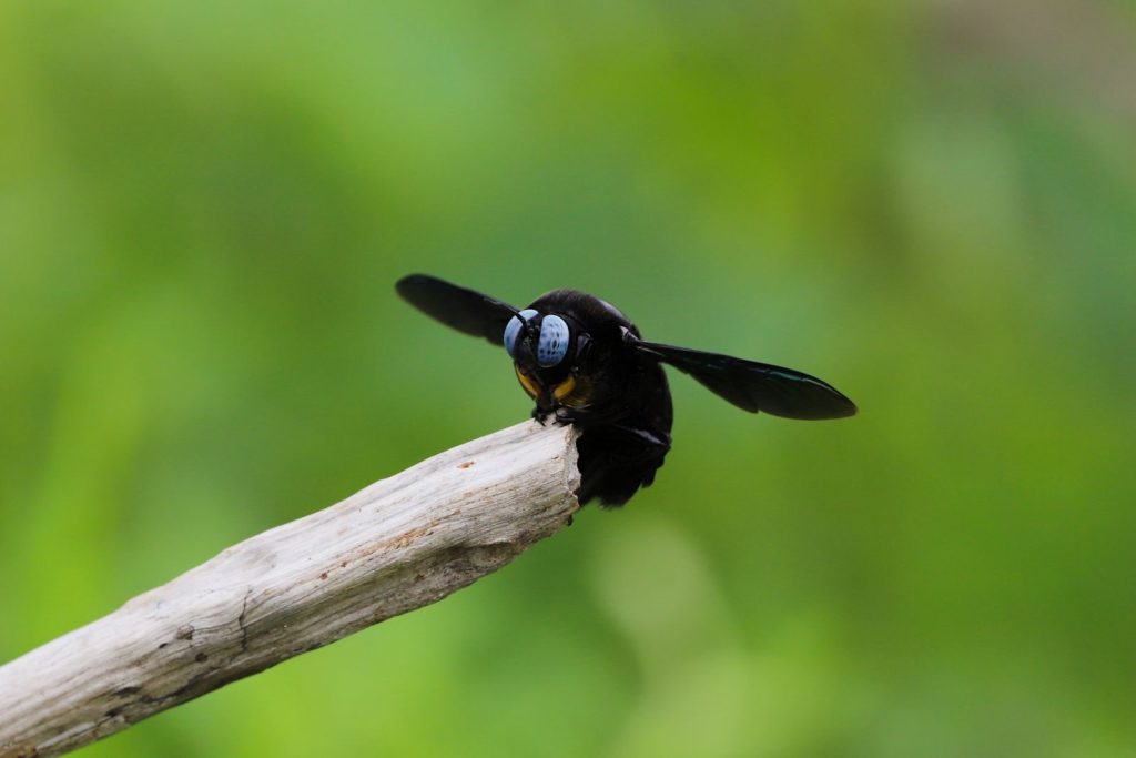 Macro shot of a carpenter bee perched on a branch against a blurred green background.