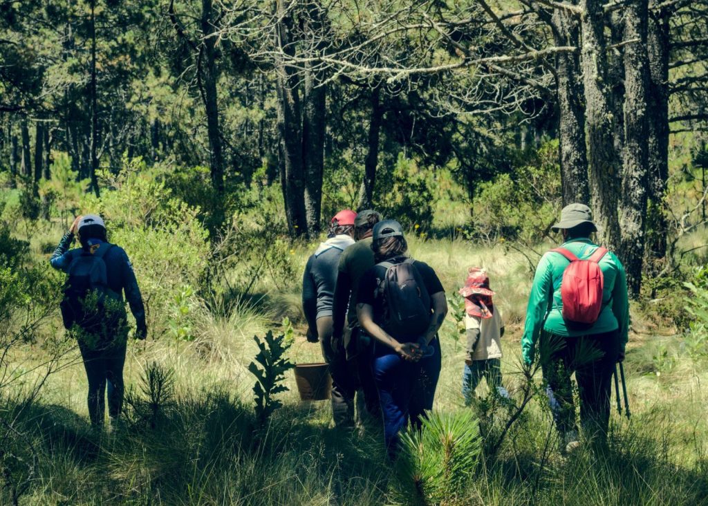 A group of people hiking through a lush forest in Perote, Veracruz, Mexico. Nature exploration at its best.
